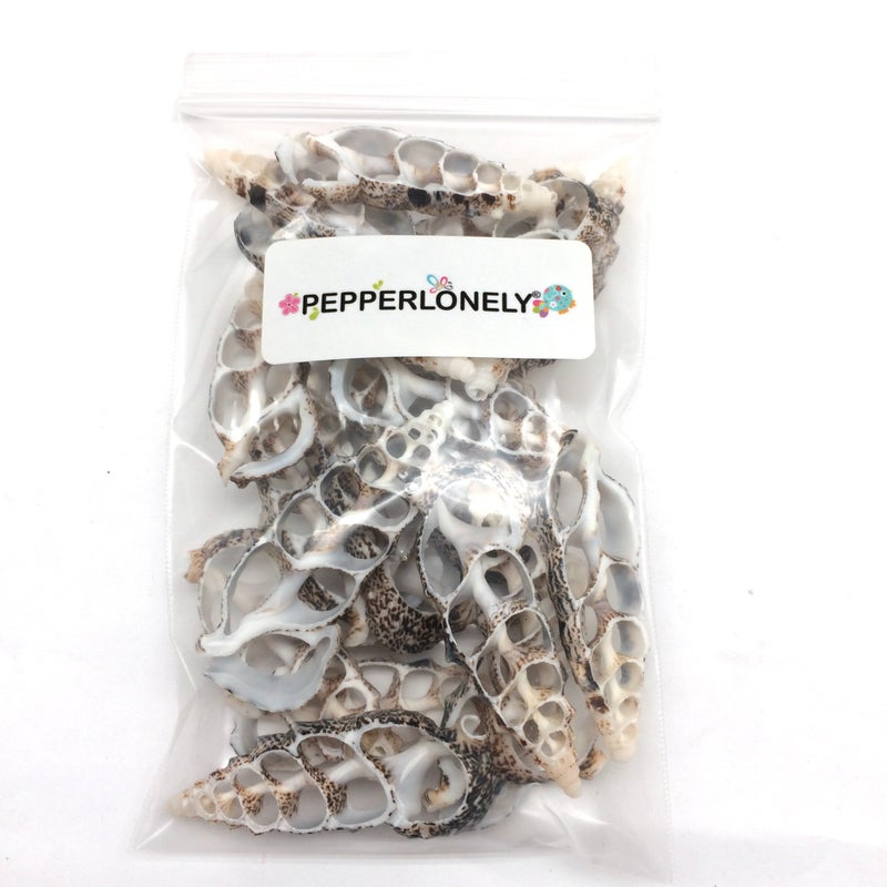 PEPPERLONELY 20 PC Center Cut Cerithium Aloco Sea Shells, 2~2-1/2 Inch - Image 3